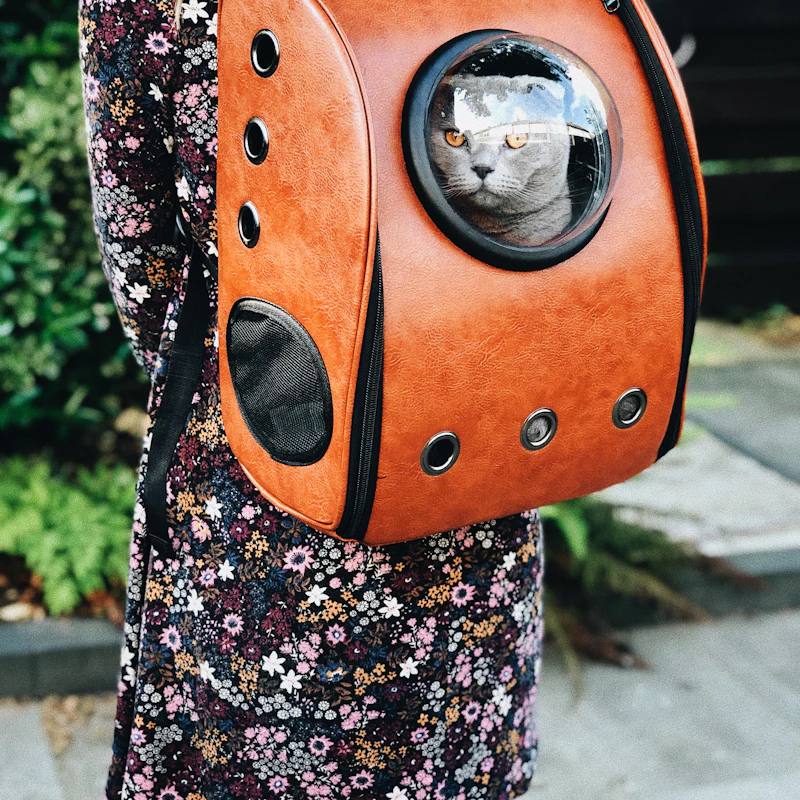 Chat dans un sac de transport à hublot