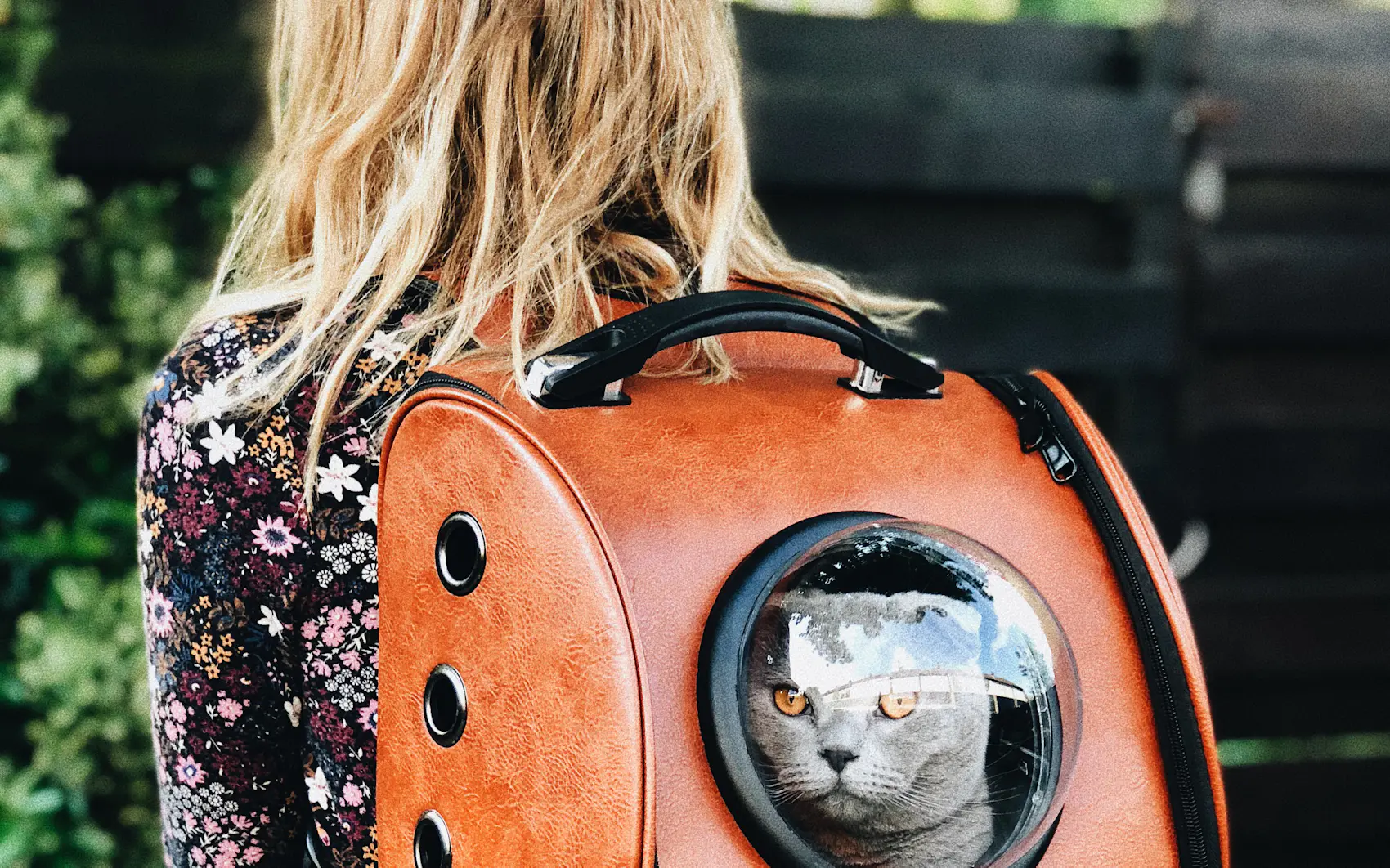 Chat dans un sac de transport à hublot