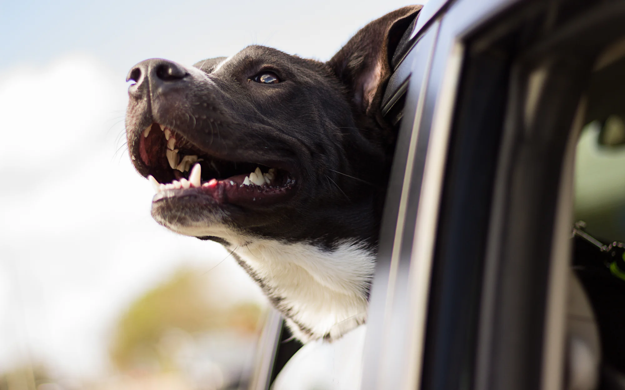 Chien regardant par la fenêtre d'une voiture