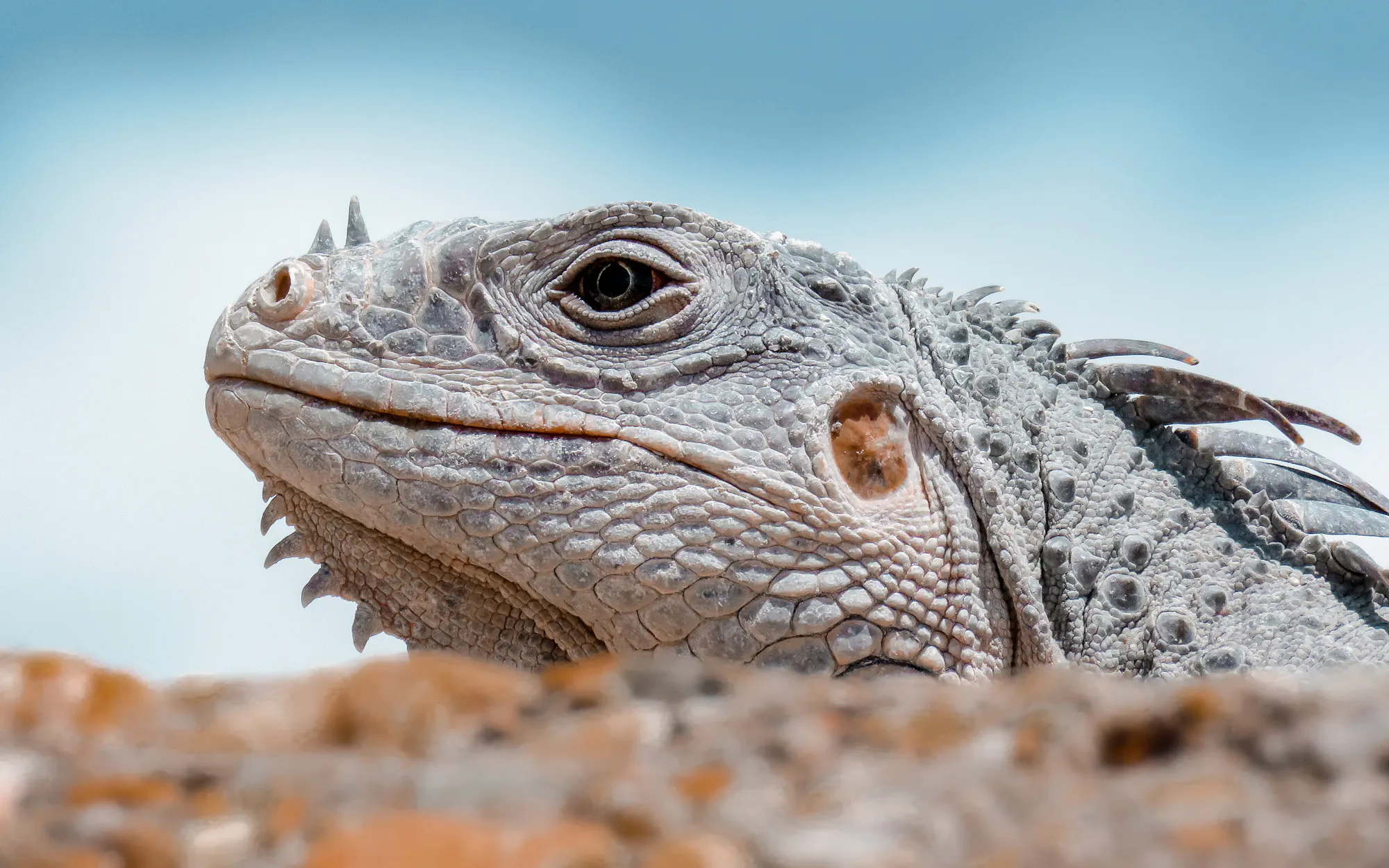 Iguane en gros plan