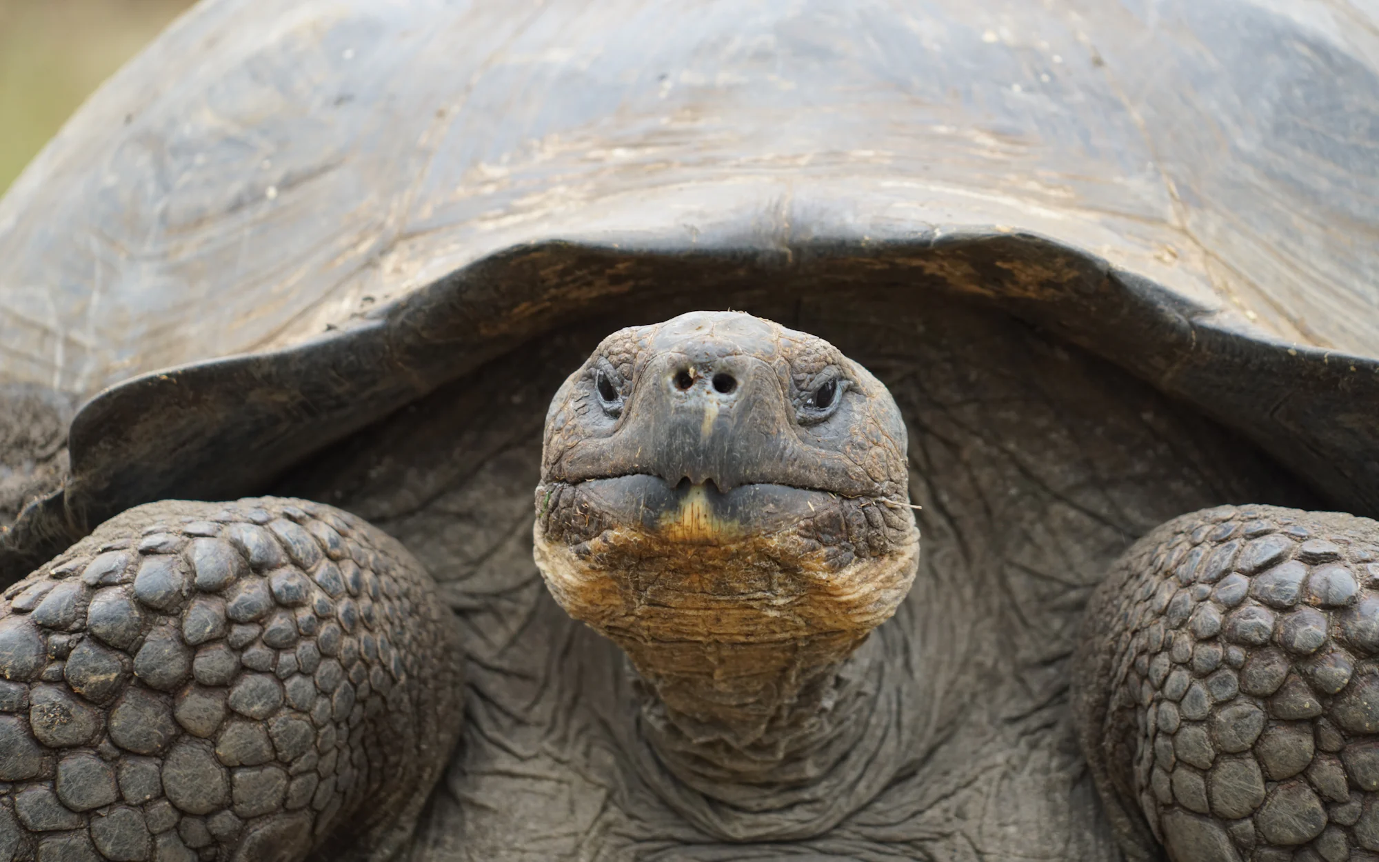 Tortue géante vue de face